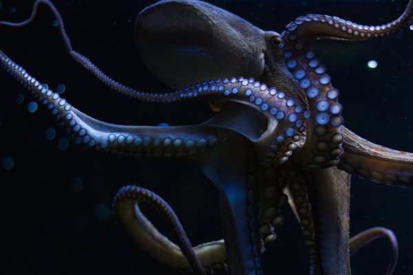 Магазин kraken даркнет